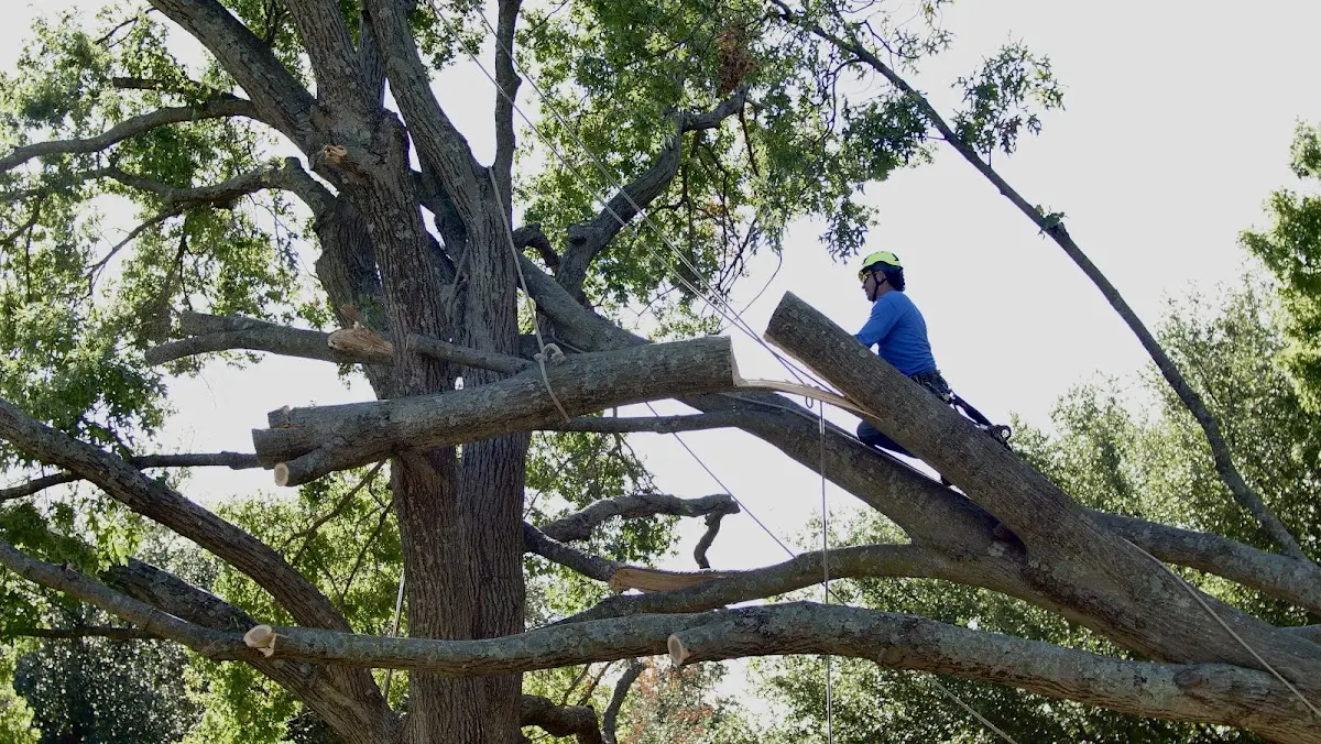 Professional Hazardous Tree Removal performed by certified arborists in Montreal